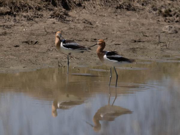 <h3><a href="/trips/Tucson_2023/biota/animalia/chordata/aves/024 charadriiformes/008 recurvirostridae/recurvirostra americana/recurvirostra americana-nl.html">Recurvirostra&nbsp;americana</a> / American&nbsp;avocet / Amerikaanse&nbsp;kluut</h3>OM-1 met M.300mm F4.0 + MC-14, 1/2500 sec  bij F5.6, ISO 250, afstand 41.1&nbsp;m